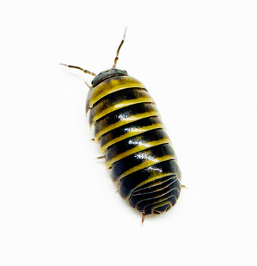 Armadillidium Badium
